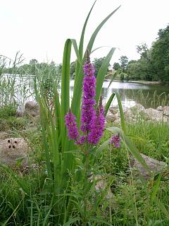 nad jeziorem Hańcza mozna spotkać kolorowe kwiaty - są nawet storczyki (nie na zdjęciu)